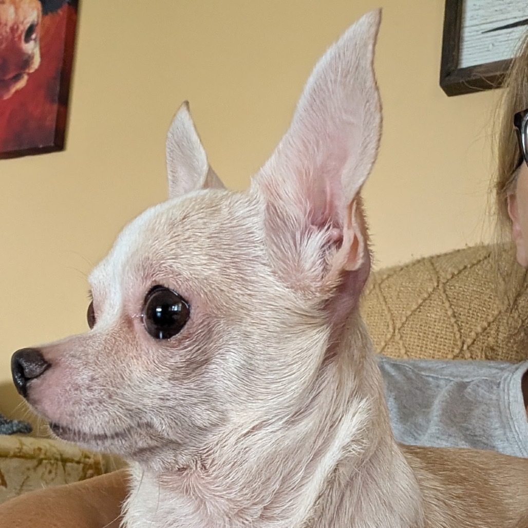 Gidget