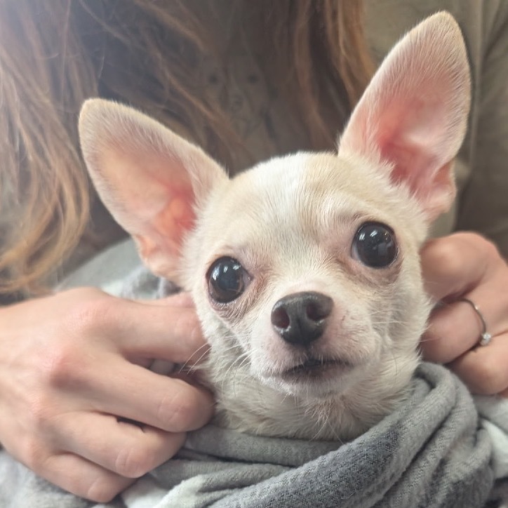 Gidget