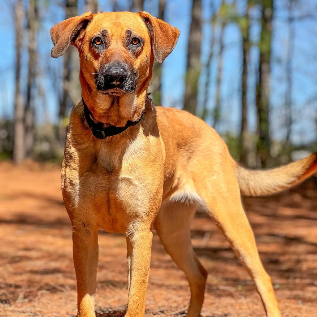 Kimber