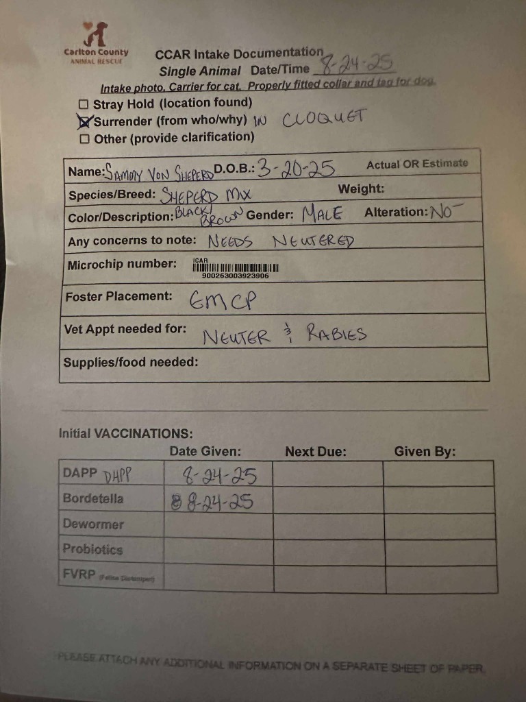 Sammy Von Sheperd, an adoptable Shepherd in Cloquet, MN, 55720 | Photo Image 2