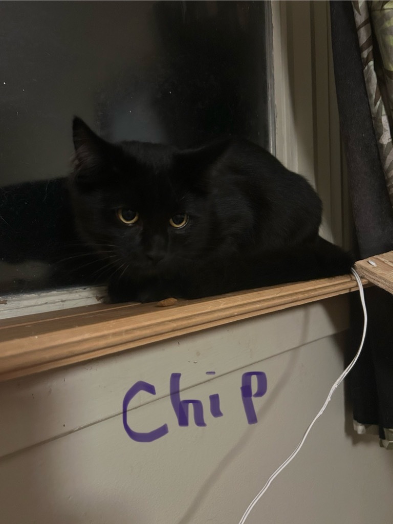 Chip, an adoptable Domestic Medium Hair in Cloquet, MN, 55720 | Photo Image 1