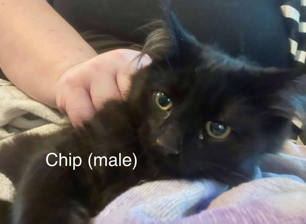 Chip, an adoptable Domestic Medium Hair in Cloquet, MN, 55720 | Photo Image 2