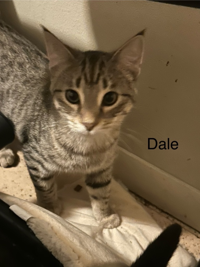 Dale, an adoptable Domestic Short Hair in Cloquet, MN, 55720 | Photo Image 1
