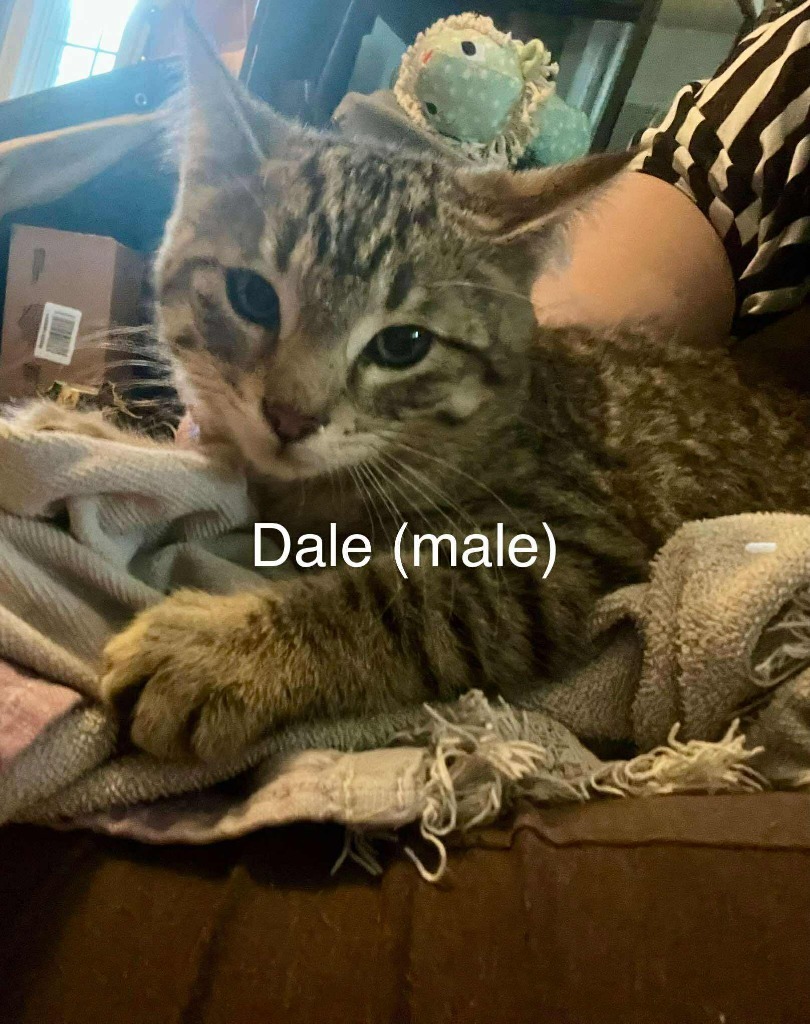 Dale, an adoptable Domestic Short Hair in Cloquet, MN, 55720 | Photo Image 2