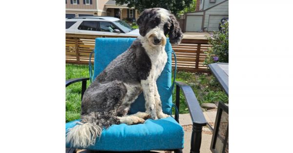 Annie - Sheepadoodle