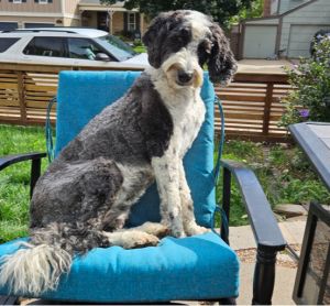 Annie - Sheepadoodle