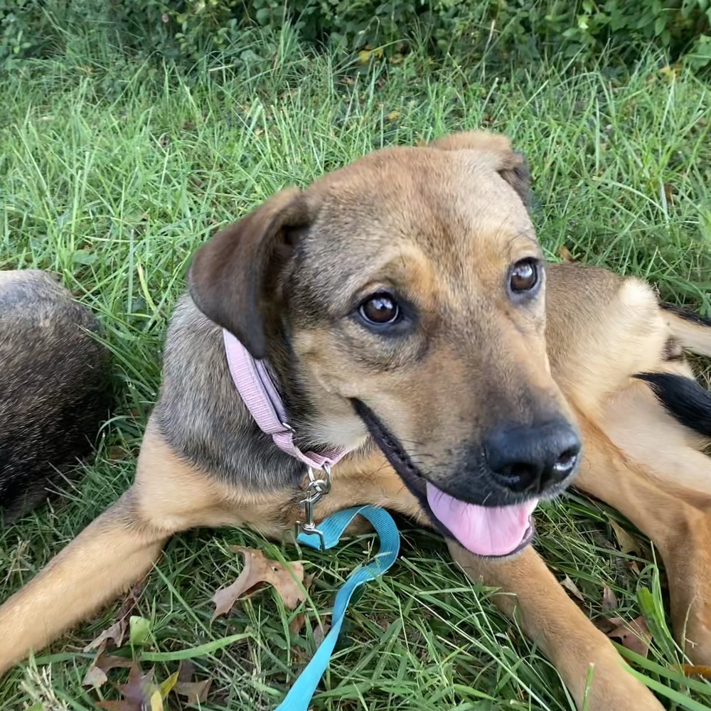 Gracie (Shepard Sisters)