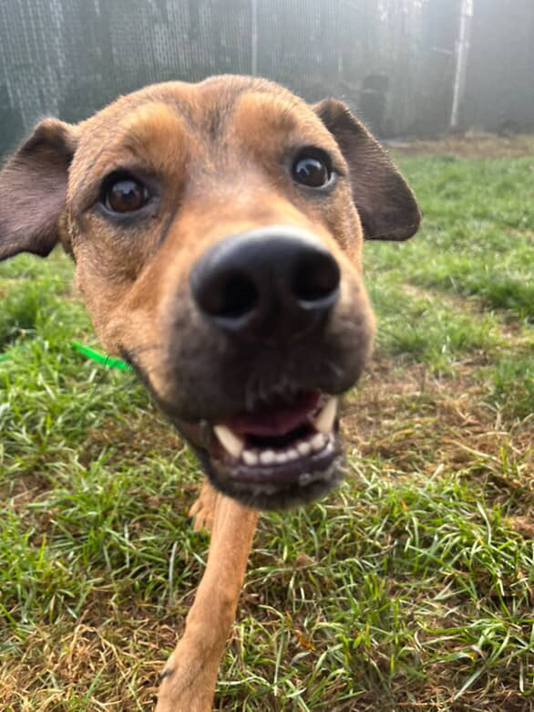 Gracie (Shepard Sisters)