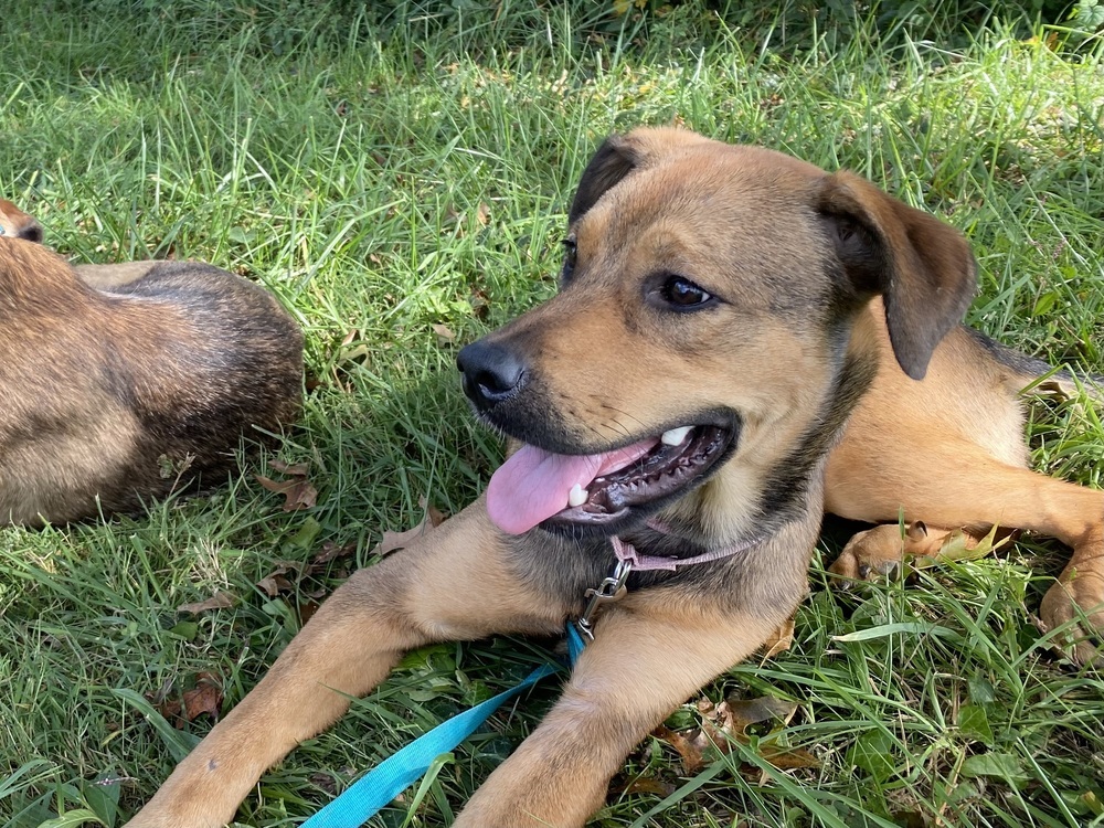 Gracie (Shepard Sisters)