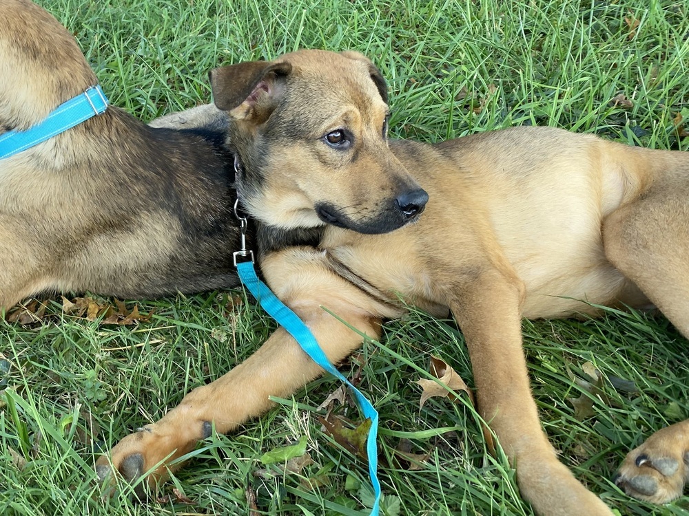 Gracie (Shepard Sisters)