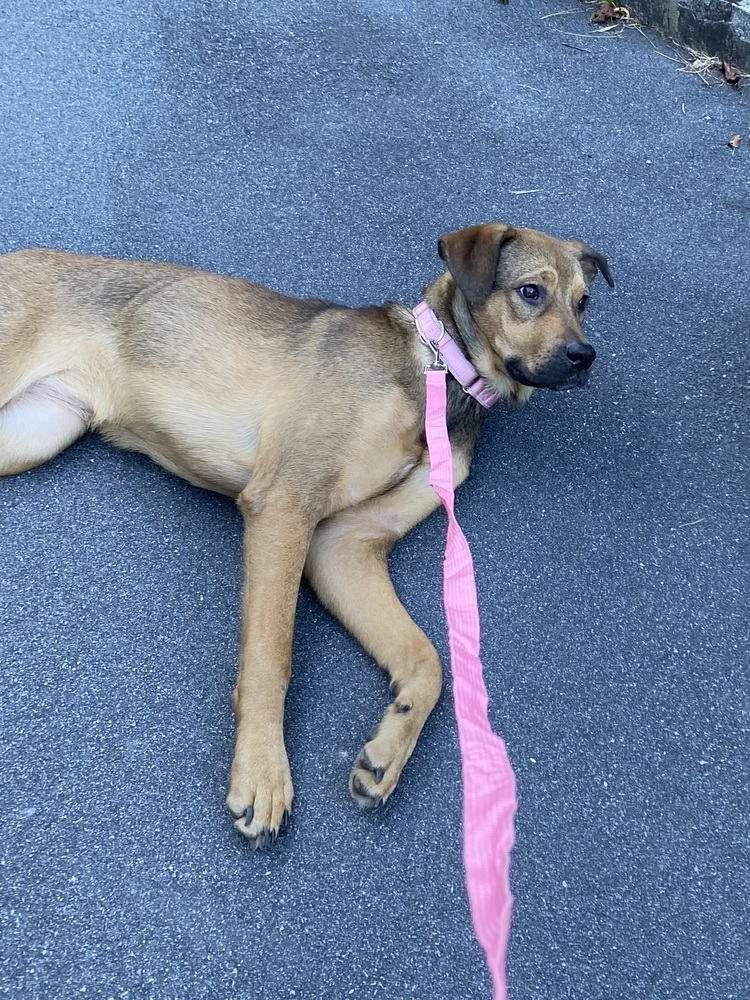 Gracie (Shepard Sisters)