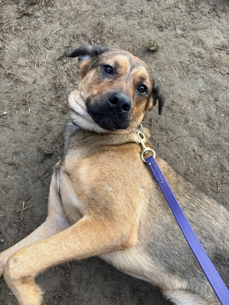 Lorrie (Shepard Sisters)