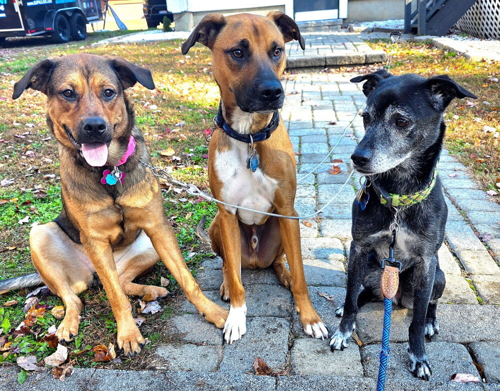 Lorrie (Shepard Sisters)