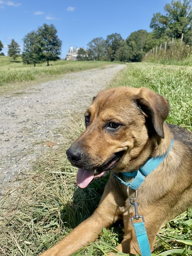 Lorrie (Shepard Sisters)