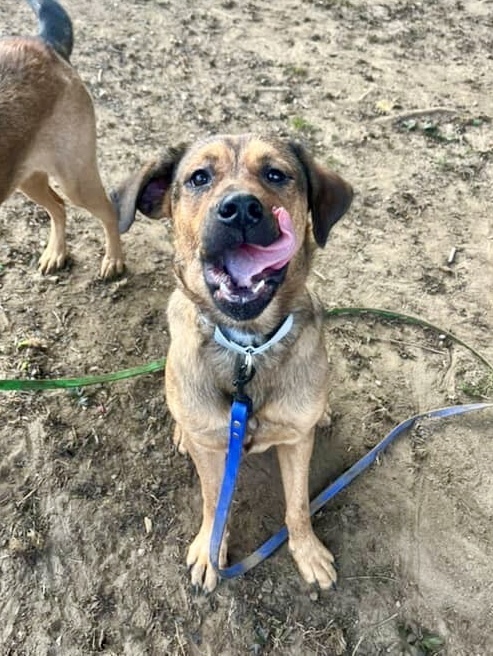 Lorrie (Shepard Sisters)