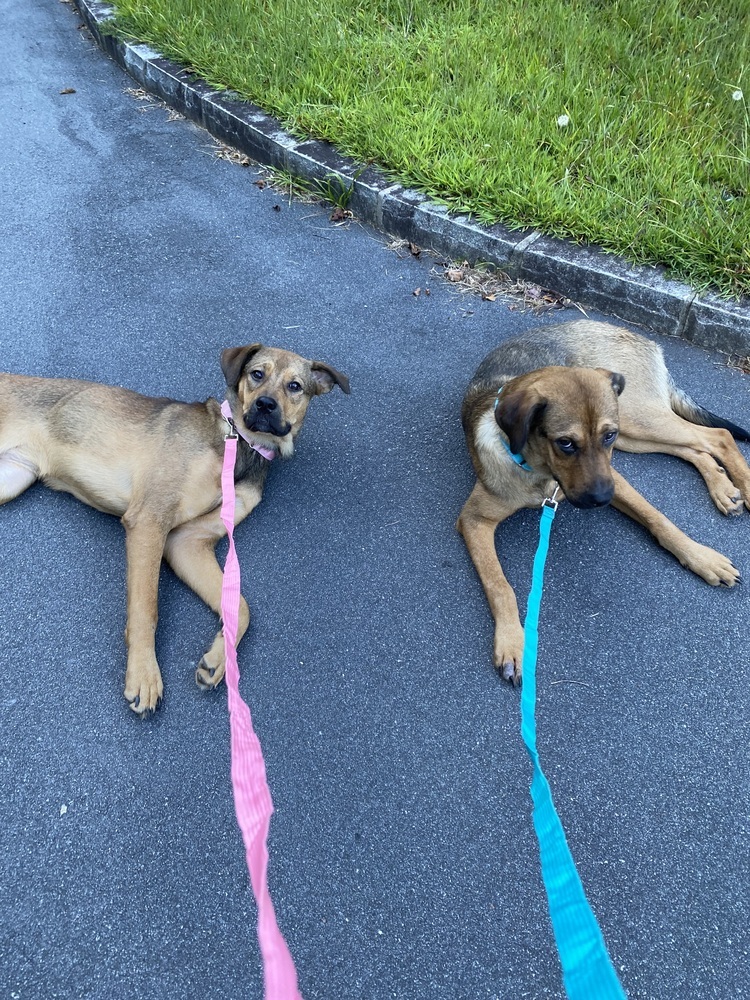 Lorrie (Shepard Sisters)