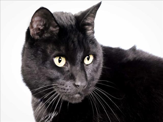 JASPER, an adoptable Domestic Short Hair in Loveland, CO, 80538 | Photo Image 1
