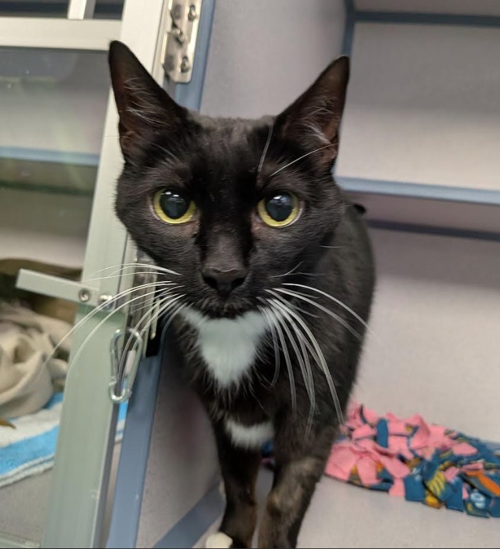 MIA, an adoptable Domestic Medium Hair in Loveland, CO, 80538 | Photo Image 1