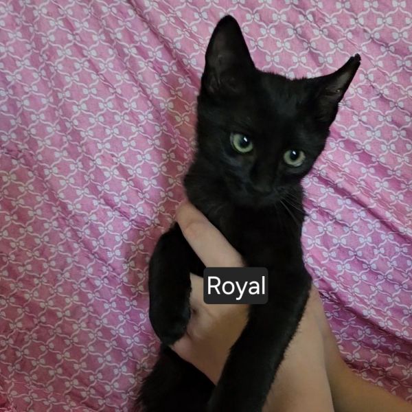 Royal Orr