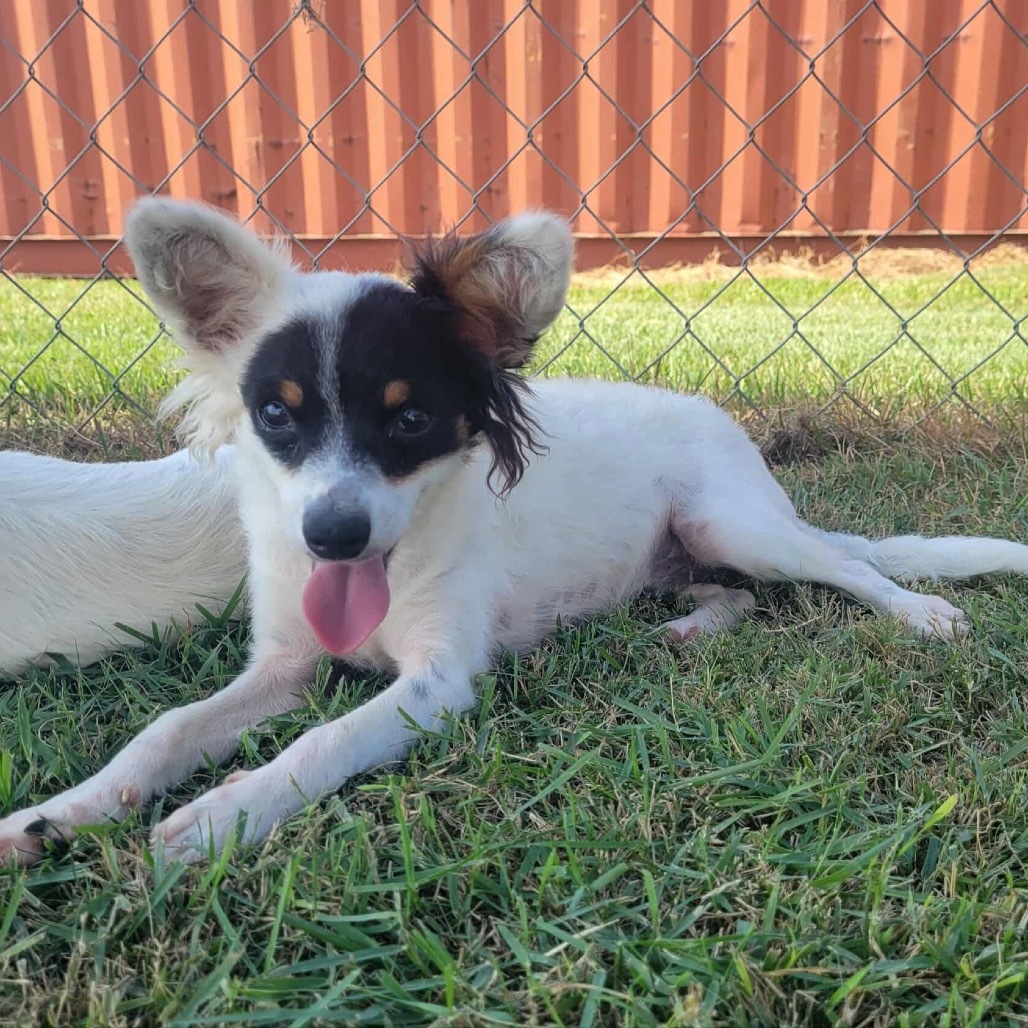 Marcel, an adoptable Papillon, Chihuahua in New Orleans, LA, 70124 | Photo Image 1