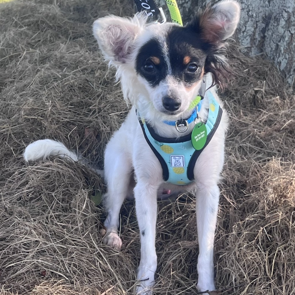 Marcel, an adoptable Papillon, Chihuahua in New Orleans, LA, 70124 | Photo Image 2