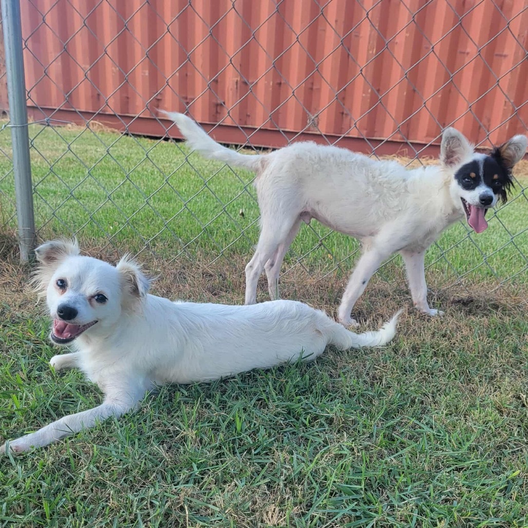 Marcel, an adoptable Papillon, Chihuahua in New Orleans, LA, 70124 | Photo Image 3