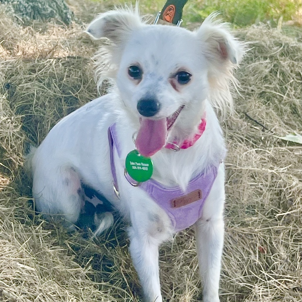 Mignon, an adoptable Papillon, Chihuahua in New Orleans, LA, 70124 | Photo Image 1