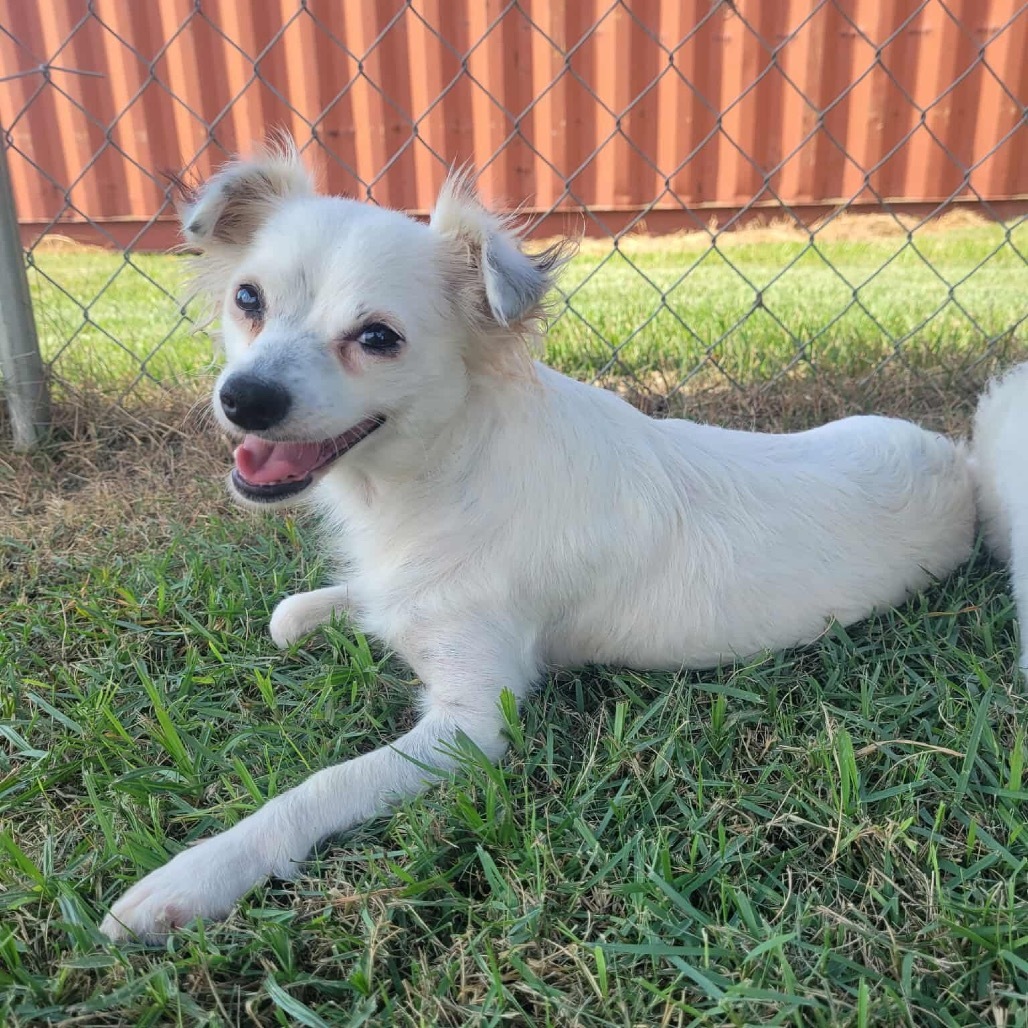 Mignon (Benefactor Dog)