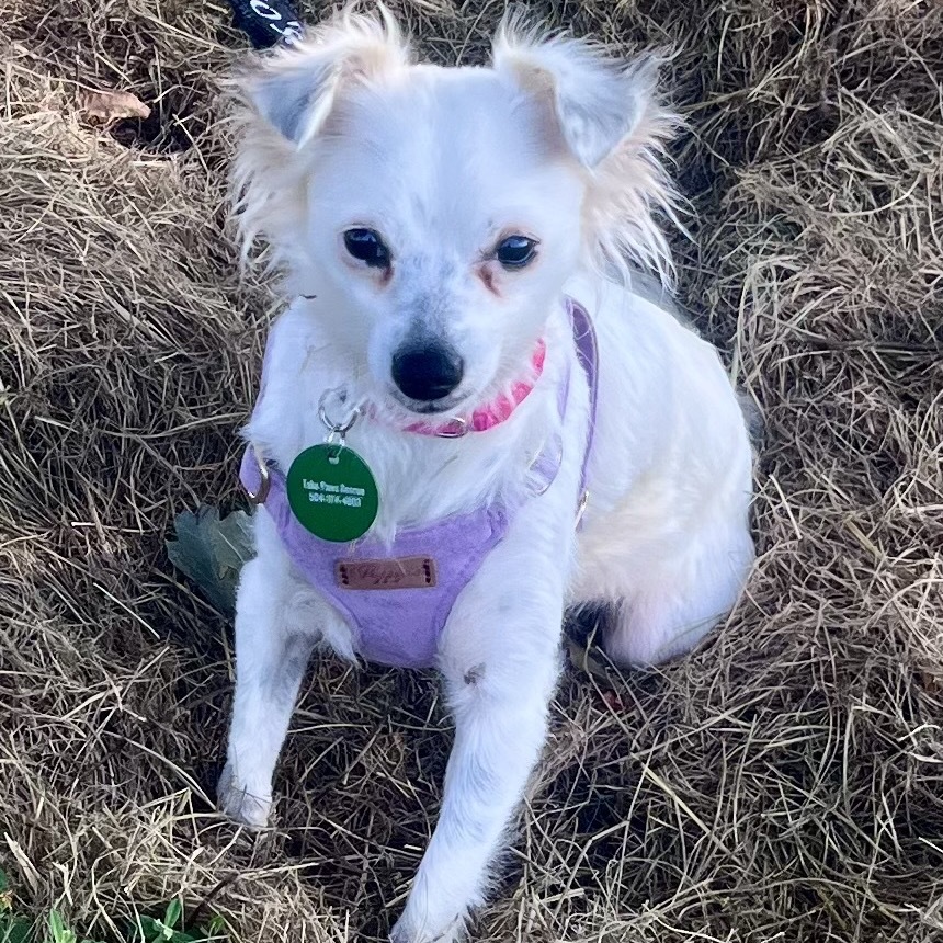 Mignon, an adoptable Papillon, Chihuahua in New Orleans, LA, 70124 | Photo Image 3