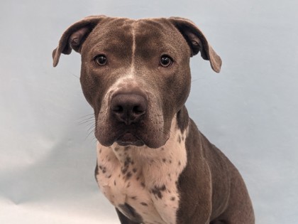 Otis