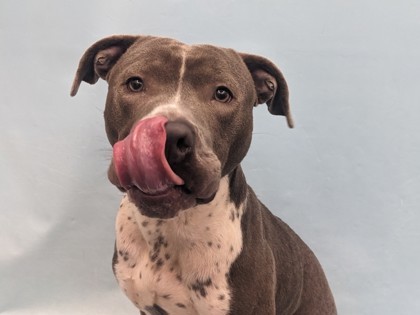 Otis