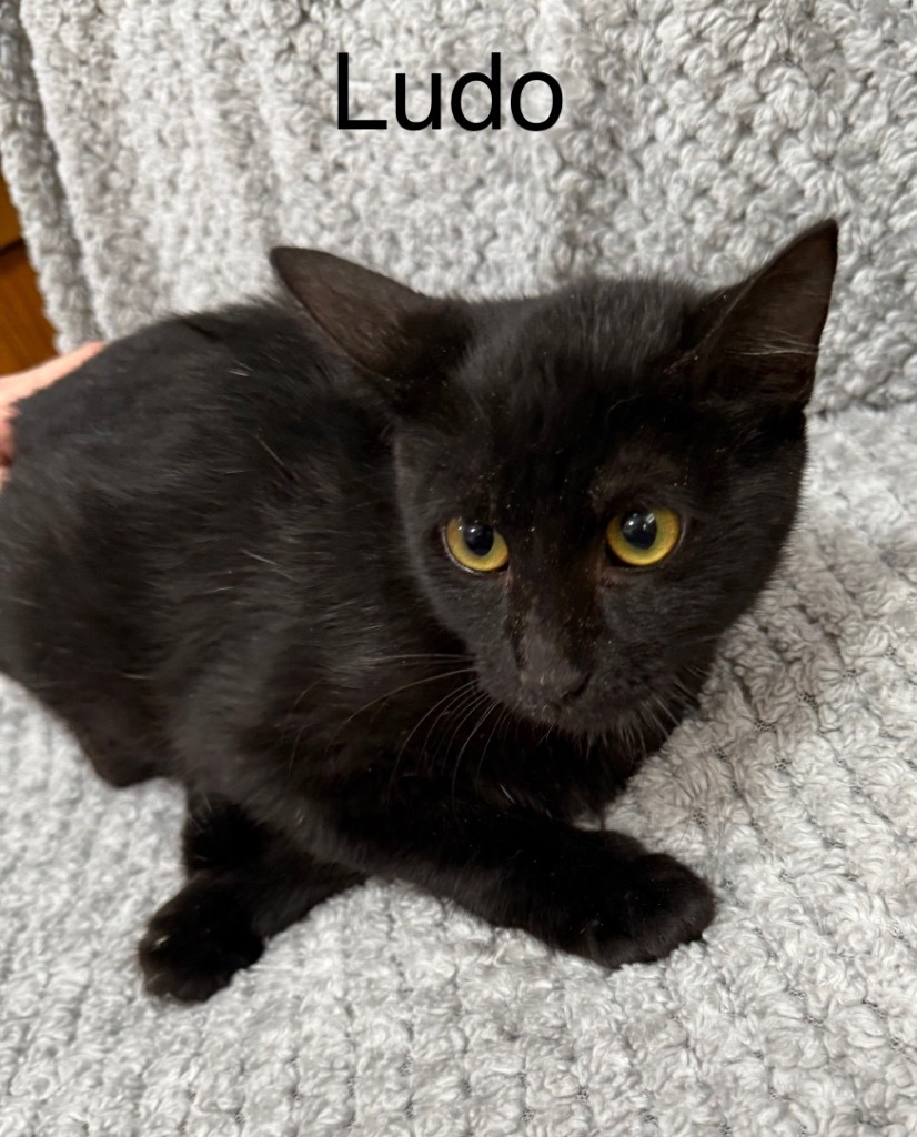 Ludo