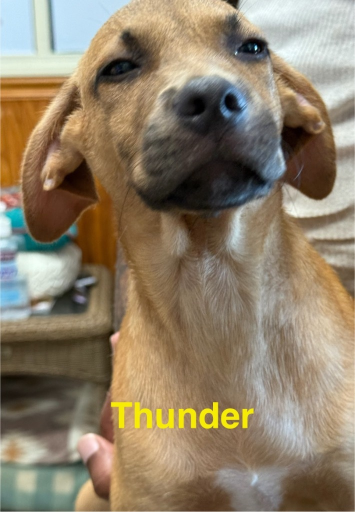 Thunder