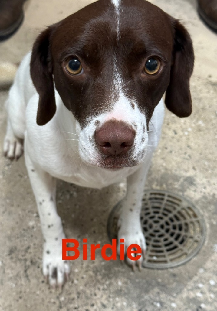Birdie