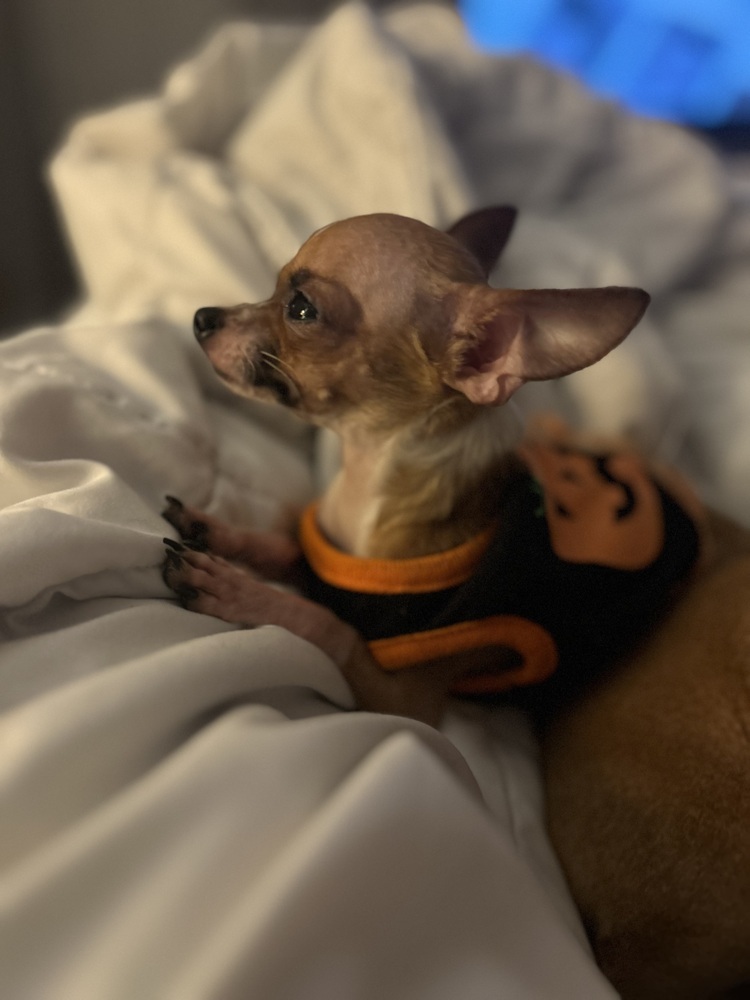 Chloe