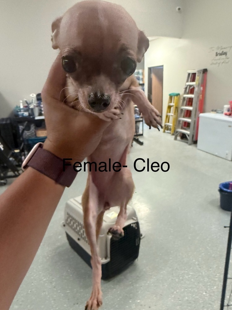 Cleo
