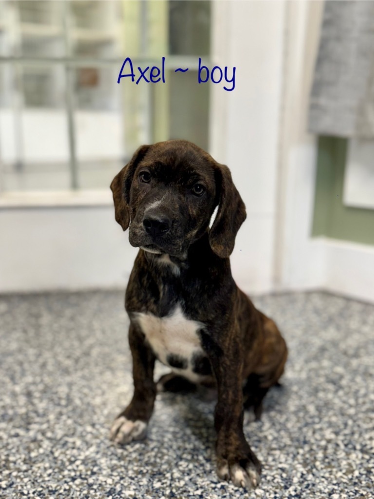 Axel