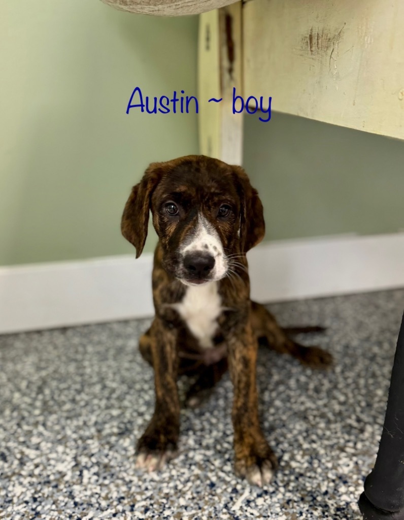 Austin