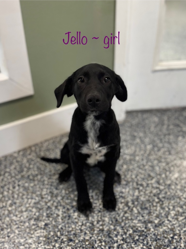 Jello