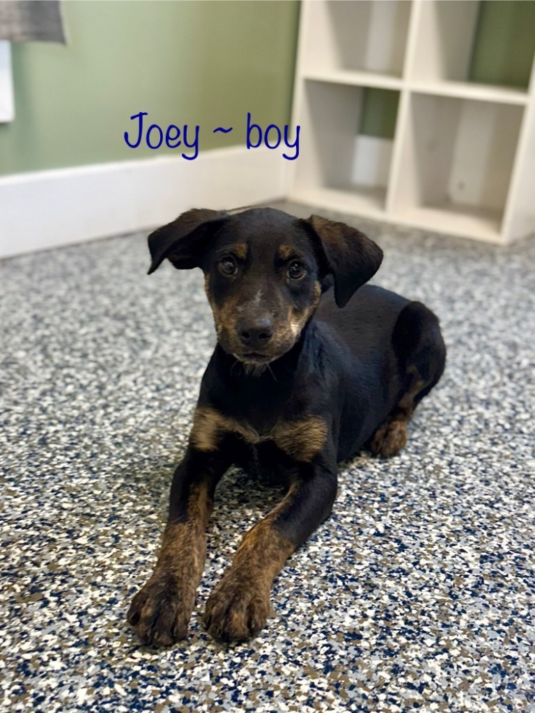 Joey