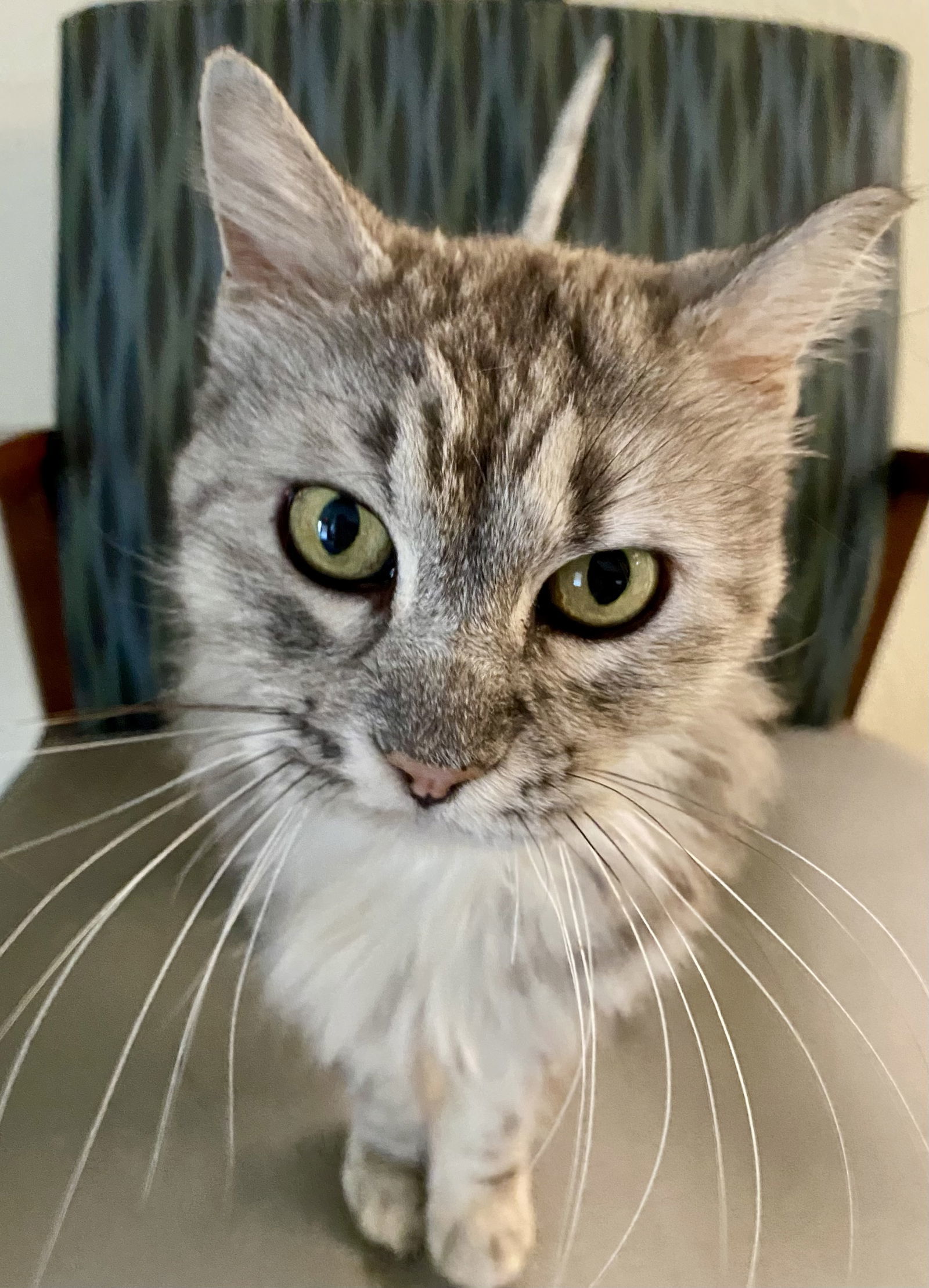 Patsy, an adoptable Domestic Long Hair, Torbie in Fargo, ND, 58103 | Photo Image 1