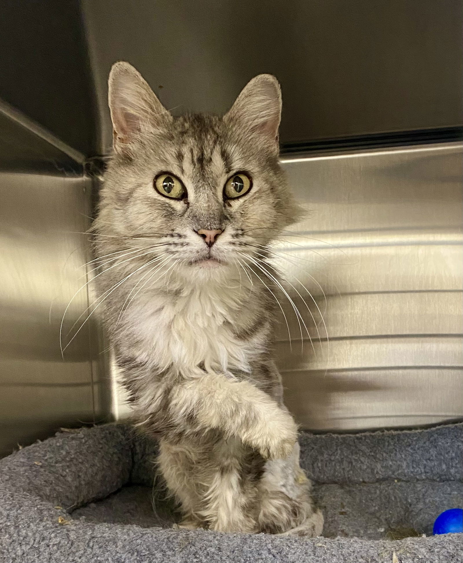 Patsy, an adoptable Domestic Long Hair, Torbie in Fargo, ND, 58103 | Photo Image 2