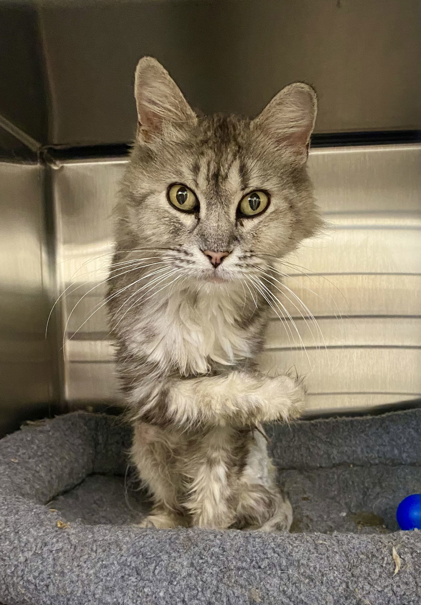 Patsy, an adoptable Domestic Long Hair, Torbie in Fargo, ND, 58103 | Photo Image 3