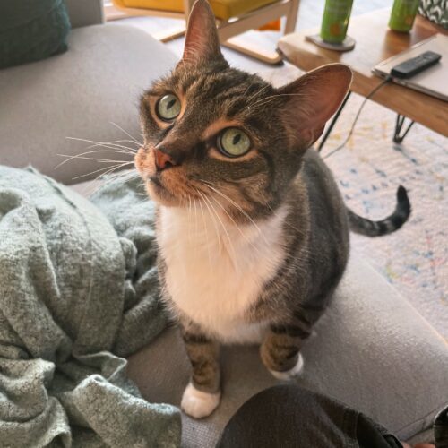 Meesha