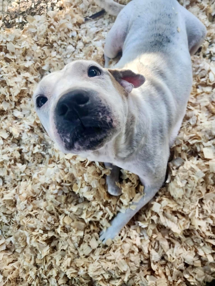 Otis *Senior*