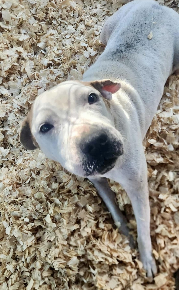Otis *Senior*