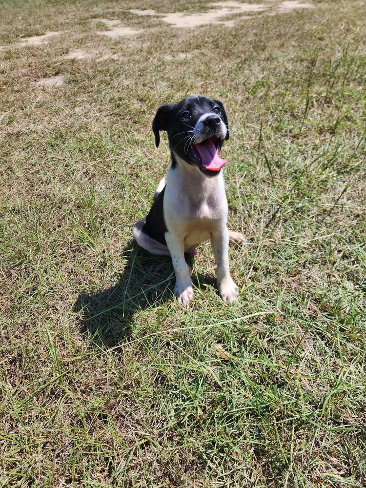 Ranger