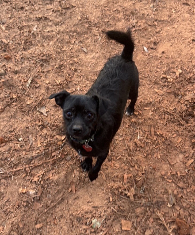 Jett (Bonded with Dasher)