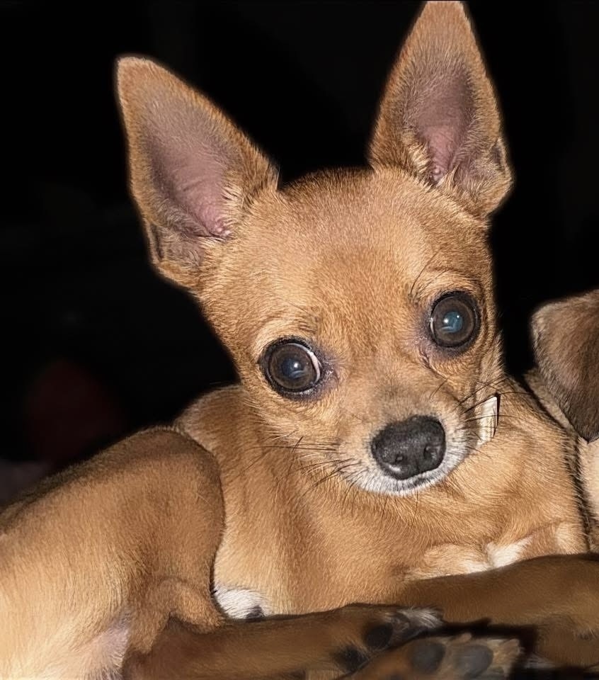 Dasher (Bonded Pair with Jet)