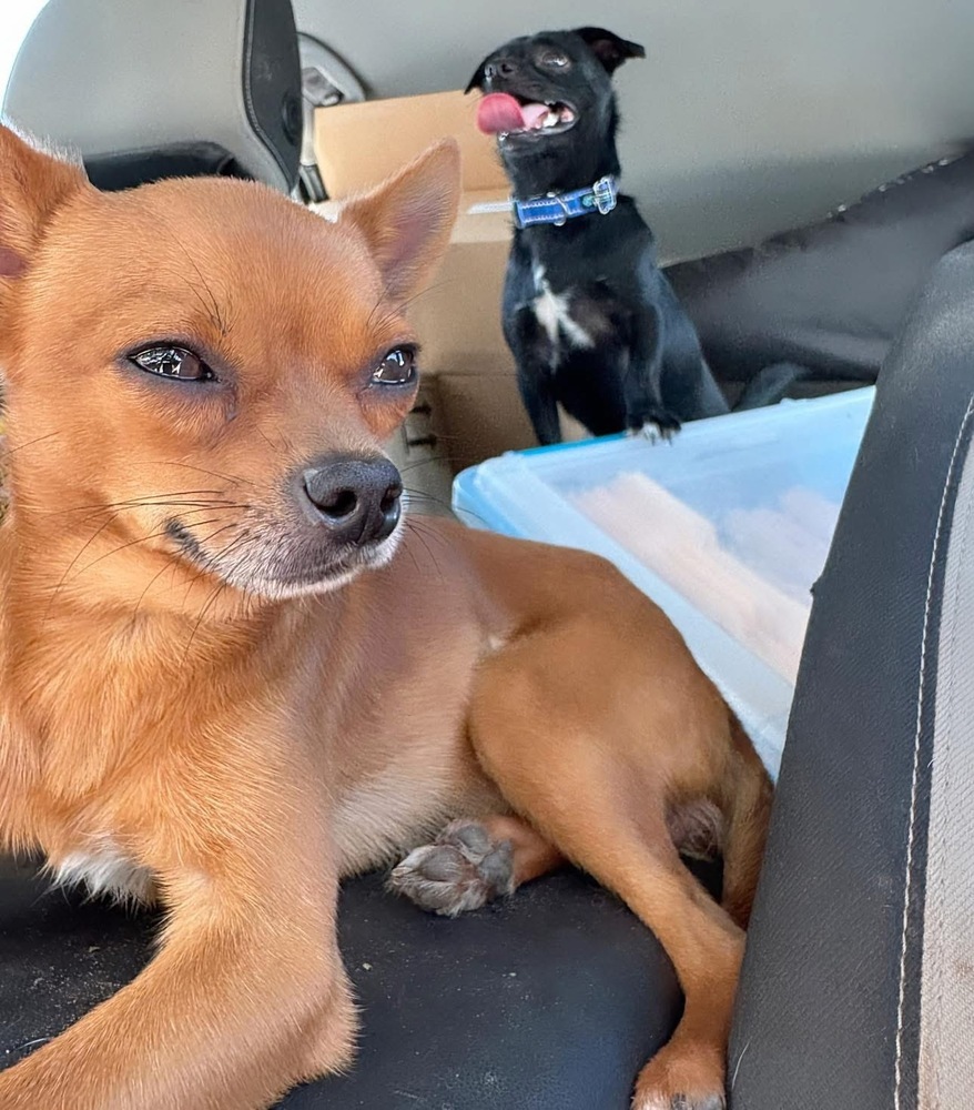 Dasher (Bonded Pair with Jet)